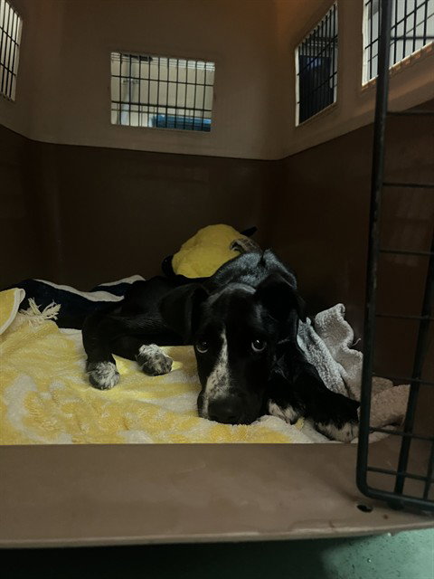 UNKNOWN, a dog for adoption from City of Rancho Cucamonga Animal Shelter