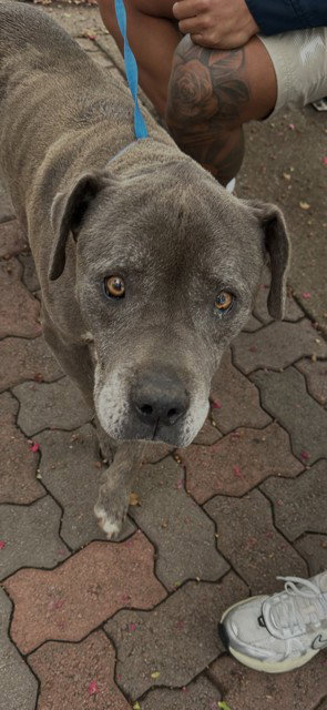 UNKNOWN, a dog for adoption from City of Rancho Cucamonga Animal Shelter