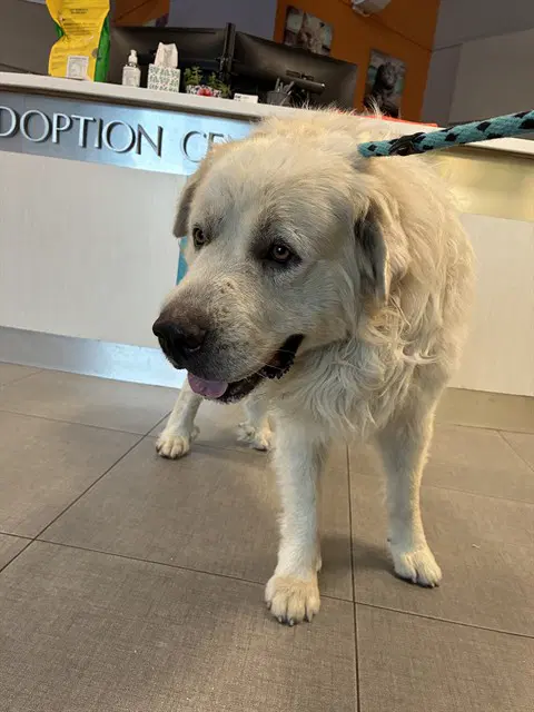 Unknown - Great Pyrenees