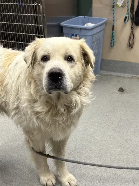 Unknown - Great Pyrenees