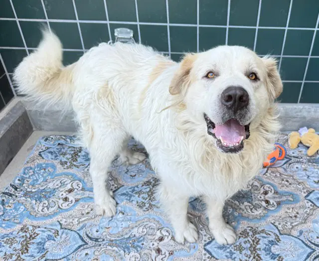 Unknown - Great Pyrenees