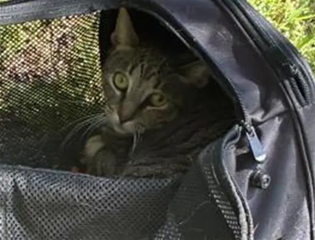 Unknown - Domestic Short Hair