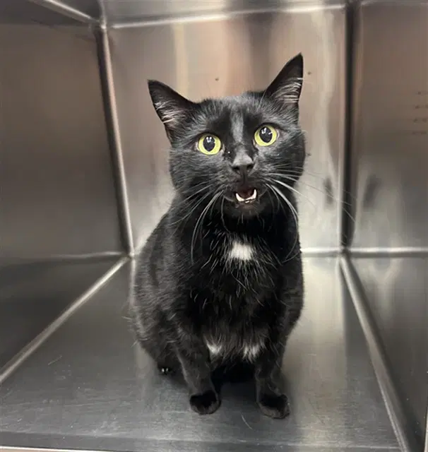 Stella - Domestic Short Hair