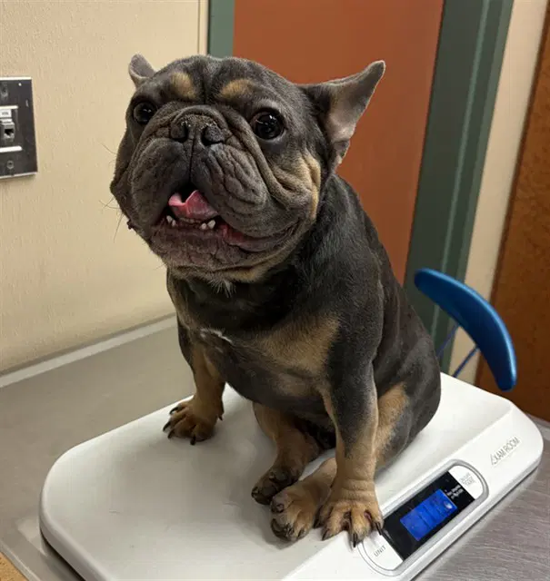 Magic - French Bulldog