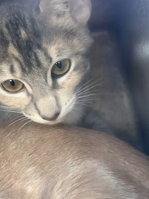 Unknown - Domestic Short Hair