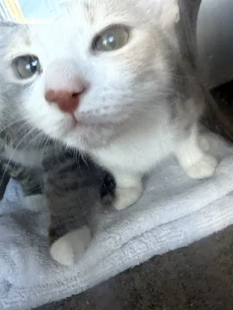Unknown - Domestic Short Hair