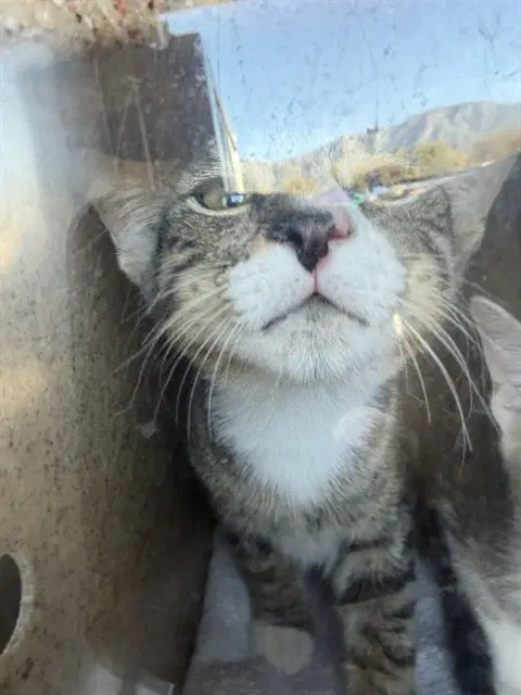 Unknown - Domestic Short Hair