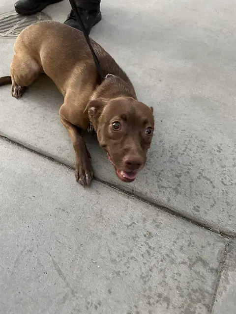 Abby - American Pit Bull Terrier