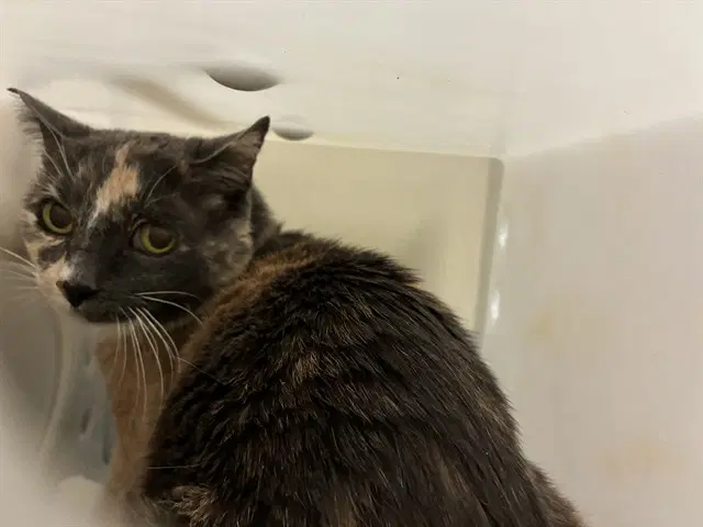 Unknown - Domestic Short Hair