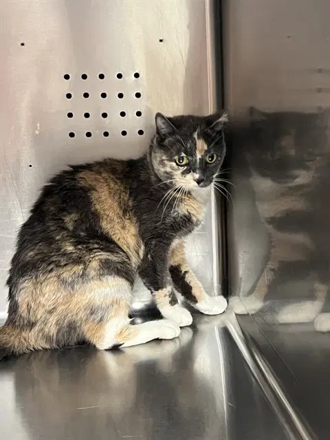 Unknown - Domestic Short Hair