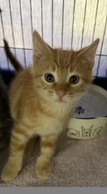 Alfa Romeo - Domestic Short Hair