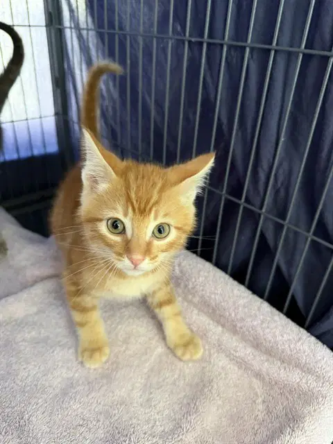 Audi - Domestic Short Hair