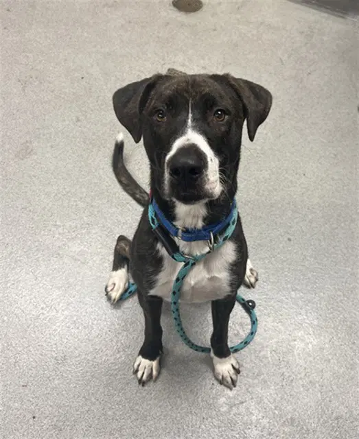 Dudley - Boxer