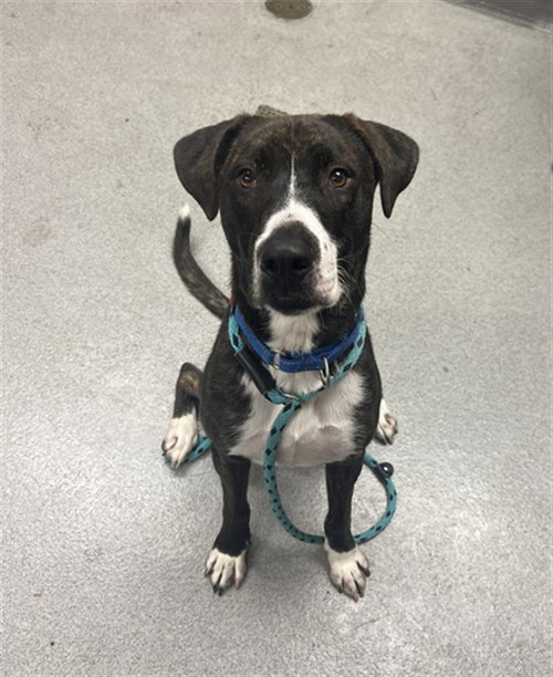 Dudley, Boxer / Mixed (medium coat)