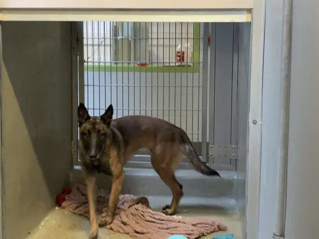 Unknown - Belgian Shepherd Malinois