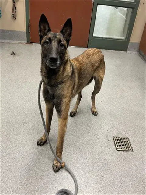 Unknown - Belgian Shepherd Malinois