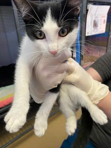 Oreo - Domestic Short Hair
