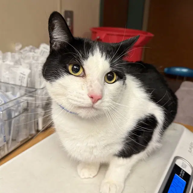 Oreo - Domestic Short Hair