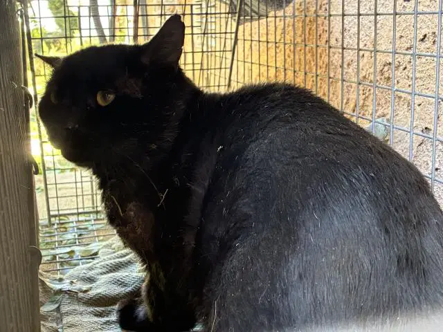 Broadmoor - Domestic Short Hair