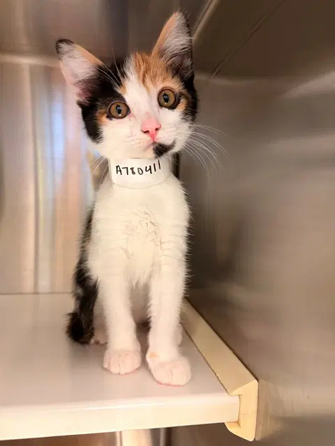 Doc - Domestic Short Hair