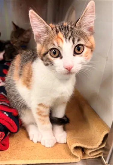 Sneezy - Domestic Short Hair