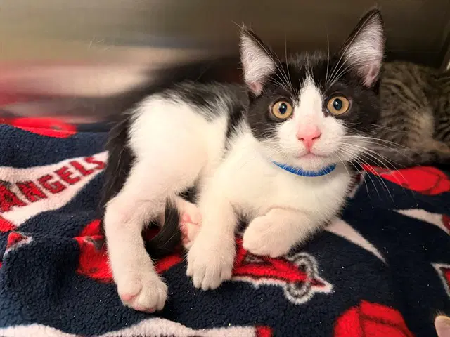 Happy - Domestic Short Hair