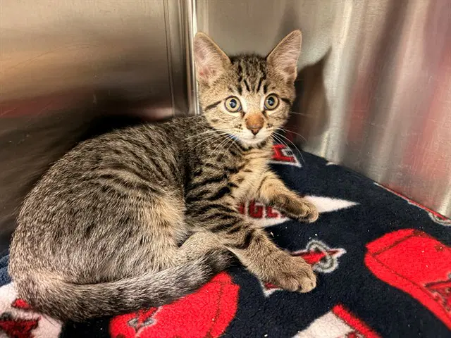 Dopey - Domestic Short Hair