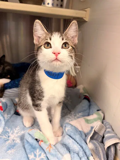 Bashful - Domestic Short Hair