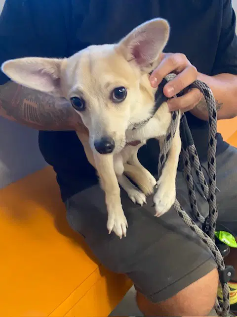 Unknown - Chihuahua