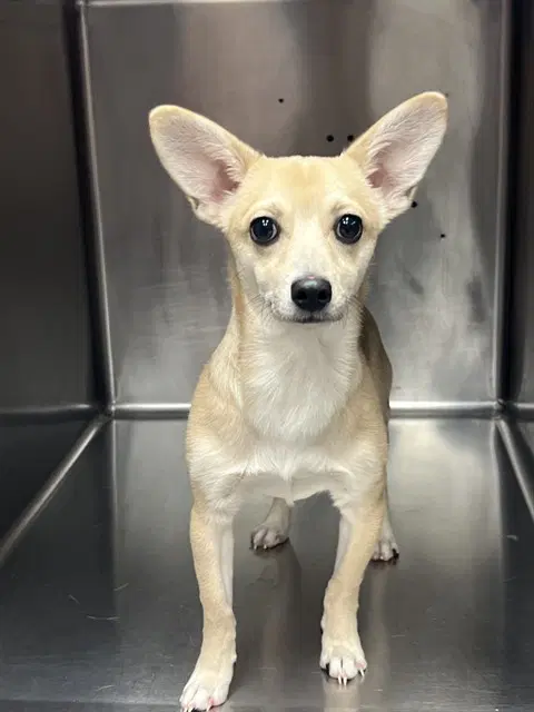 Unknown - Chihuahua