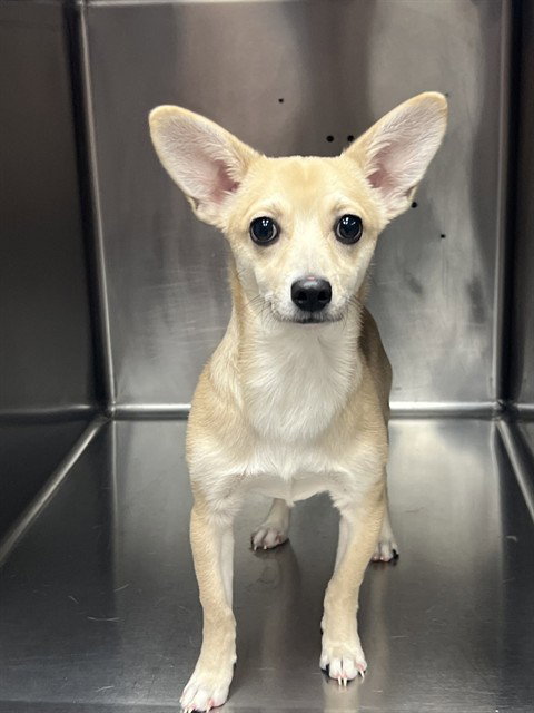 Fennec, Chihuahua (medium coat)
