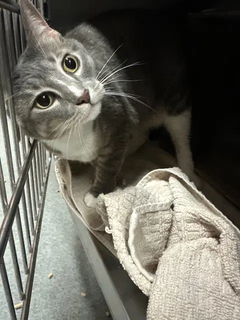 Bella - Domestic Short Hair