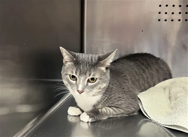 Bella - Domestic Short Hair