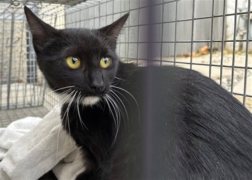 Dumpling, Domestic Short Hair (medium coat)