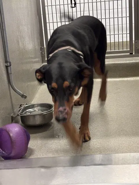 Rocky - Rottweiler
