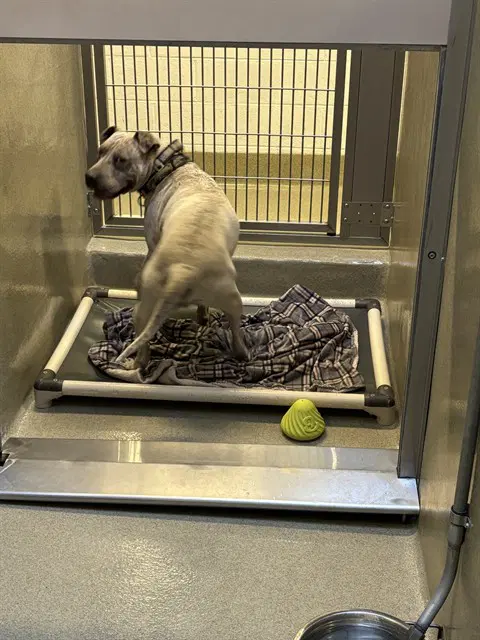 Unknown - American Pit Bull Terrier