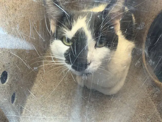 Th - Domestic Short Hair