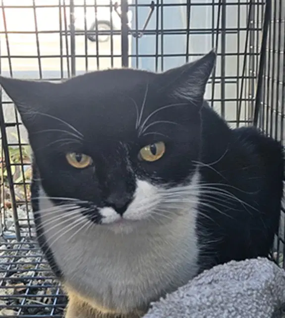 Cartilla - Domestic Short Hair