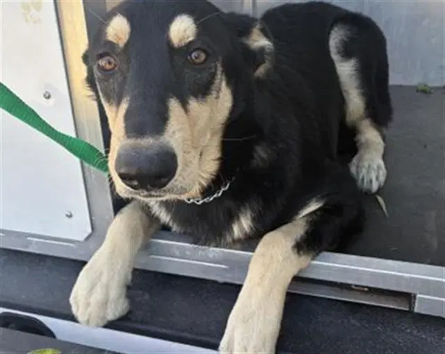 Unknown - German Shepherd Dog