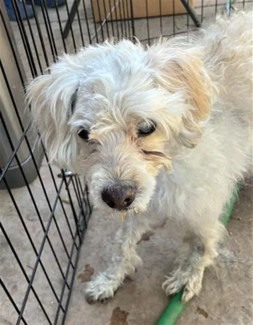 Max - Maltese