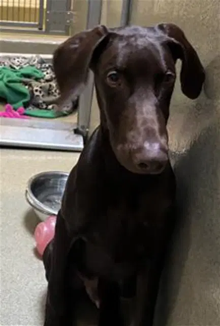 Unknown - Doberman Pinscher