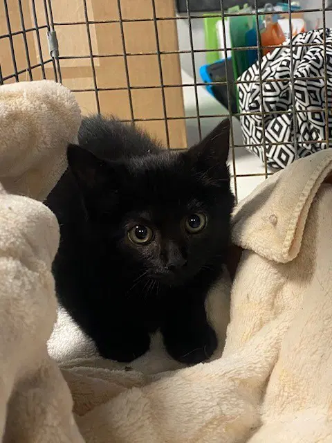 Unknown - Domestic Short Hair