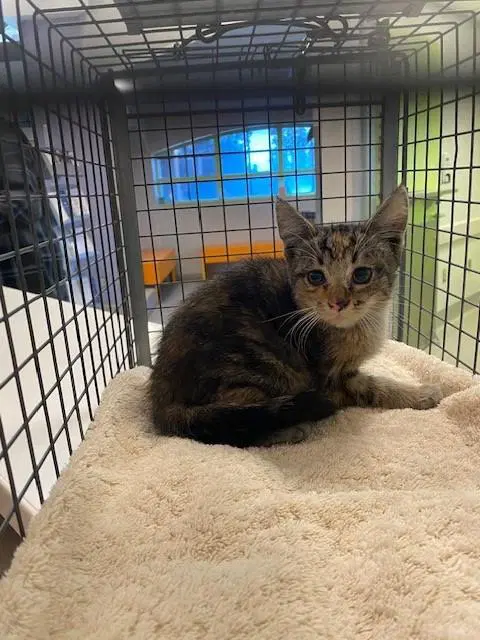 Unknown - Domestic Short Hair