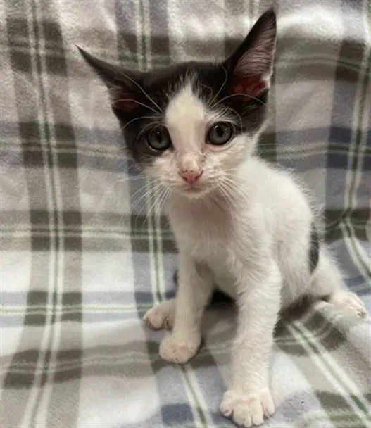 Oli - Domestic Short Hair