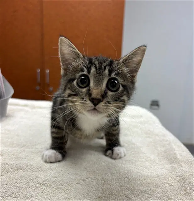 Stormi - Domestic Short Hair
