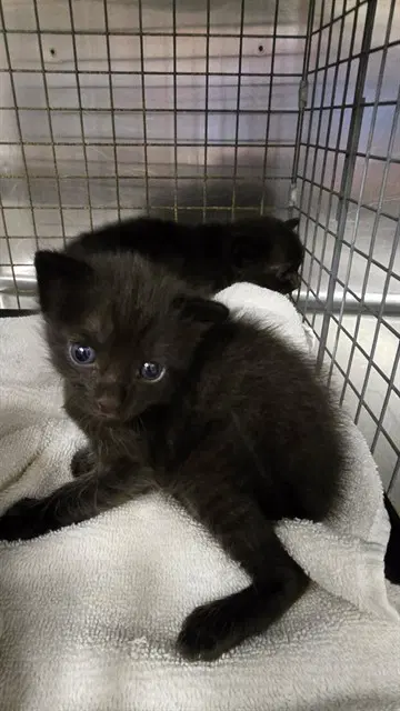 Captain - Domestic Short Hair