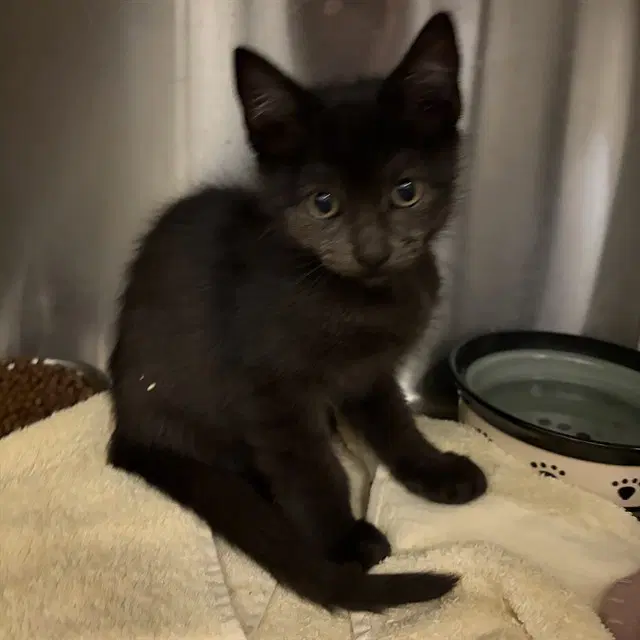 Captain - Domestic Short Hair