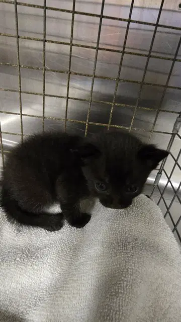 Sargent - Right Front - Domestic Short Hair
