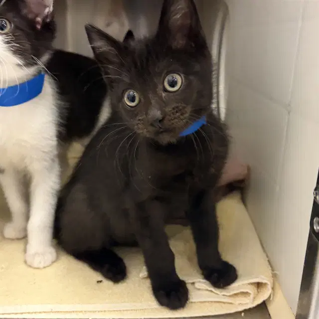 Sargent - Right Front - Domestic Short Hair