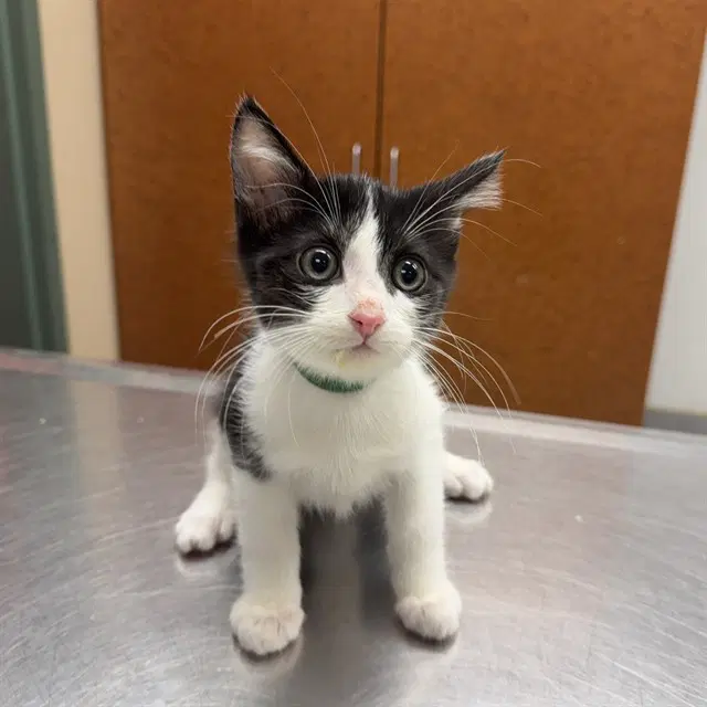 Lieutenant - Domestic Short Hair